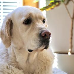 Rosie 