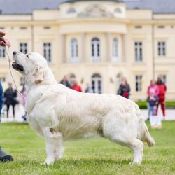 Angelonato Majestic Wizard